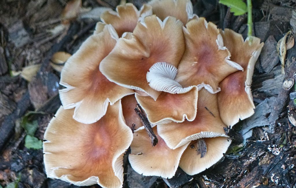 fungi mushrooms